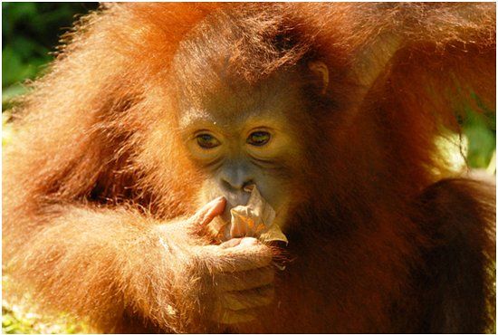 Sepilok Orangutan Rehabilitation Centre
