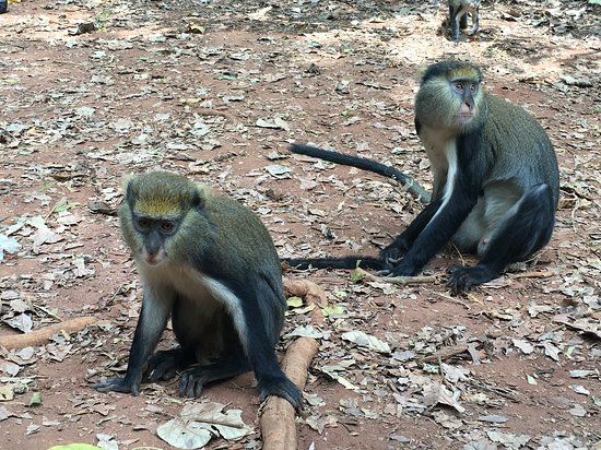 Boabeng-Fiema Monkey Sanctuary
