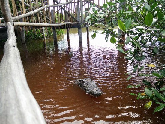 The Estuary of Caye Caulker