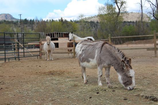 Swiller's Pond Petting Farm