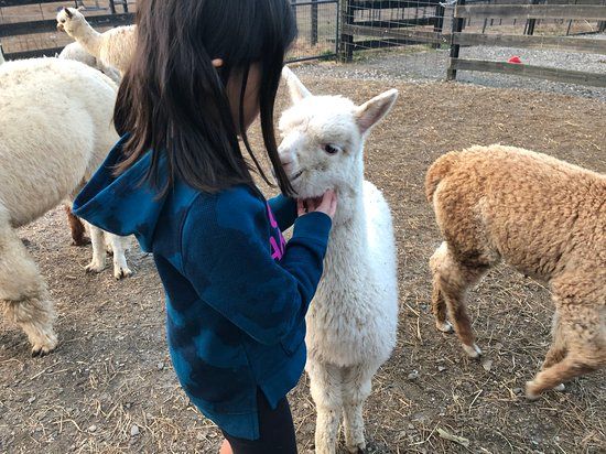 Apple Mountain Alpacas