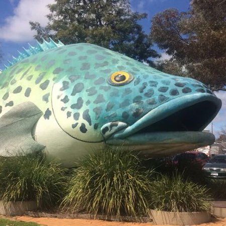 The Giant Murray Cod
