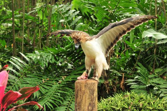 Philippine Eagle Center