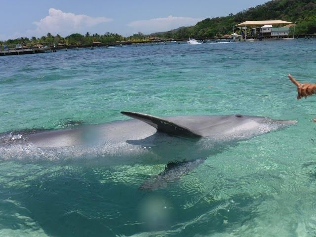 Roatan Institute for Marine Sciences