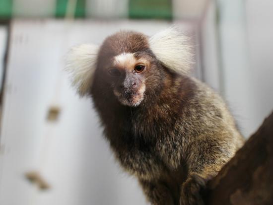 Kusatsu Tropical Wonderland