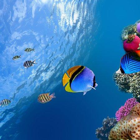 One-Eyed Willie's Seafood Buffet