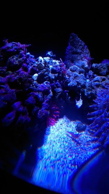 SEA LIFE Sunshine Coast Aquarium