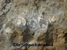 Schneckenwand Russbach