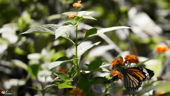 Butterfly Park Khanvel