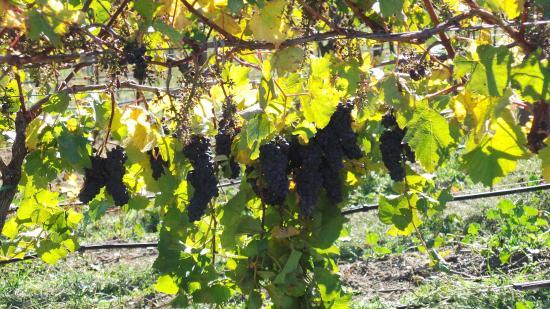 Martinborough Vineyard