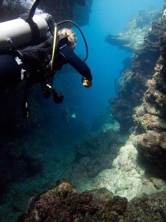Reef Gliders
