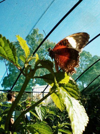 Bribie Island Butterfly House