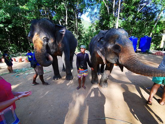 Samui Elephant Spa