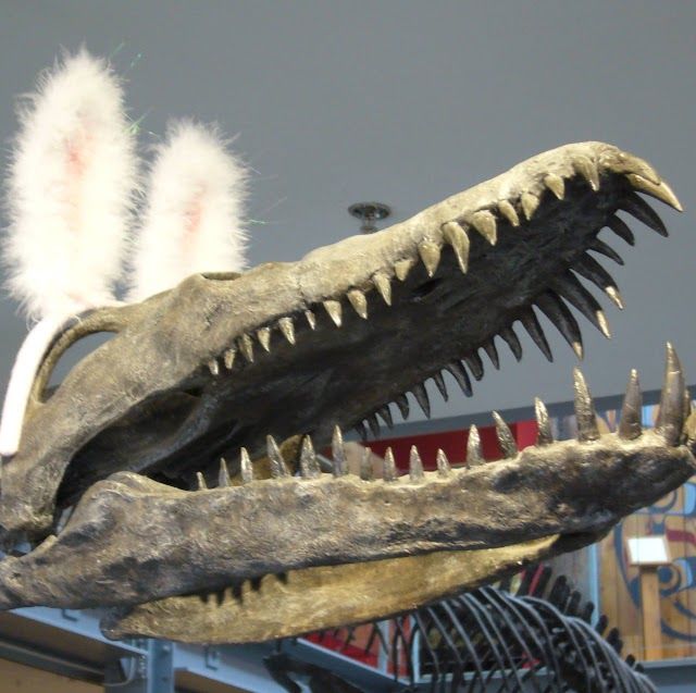 Courtenay District Museum Paleontology Centre