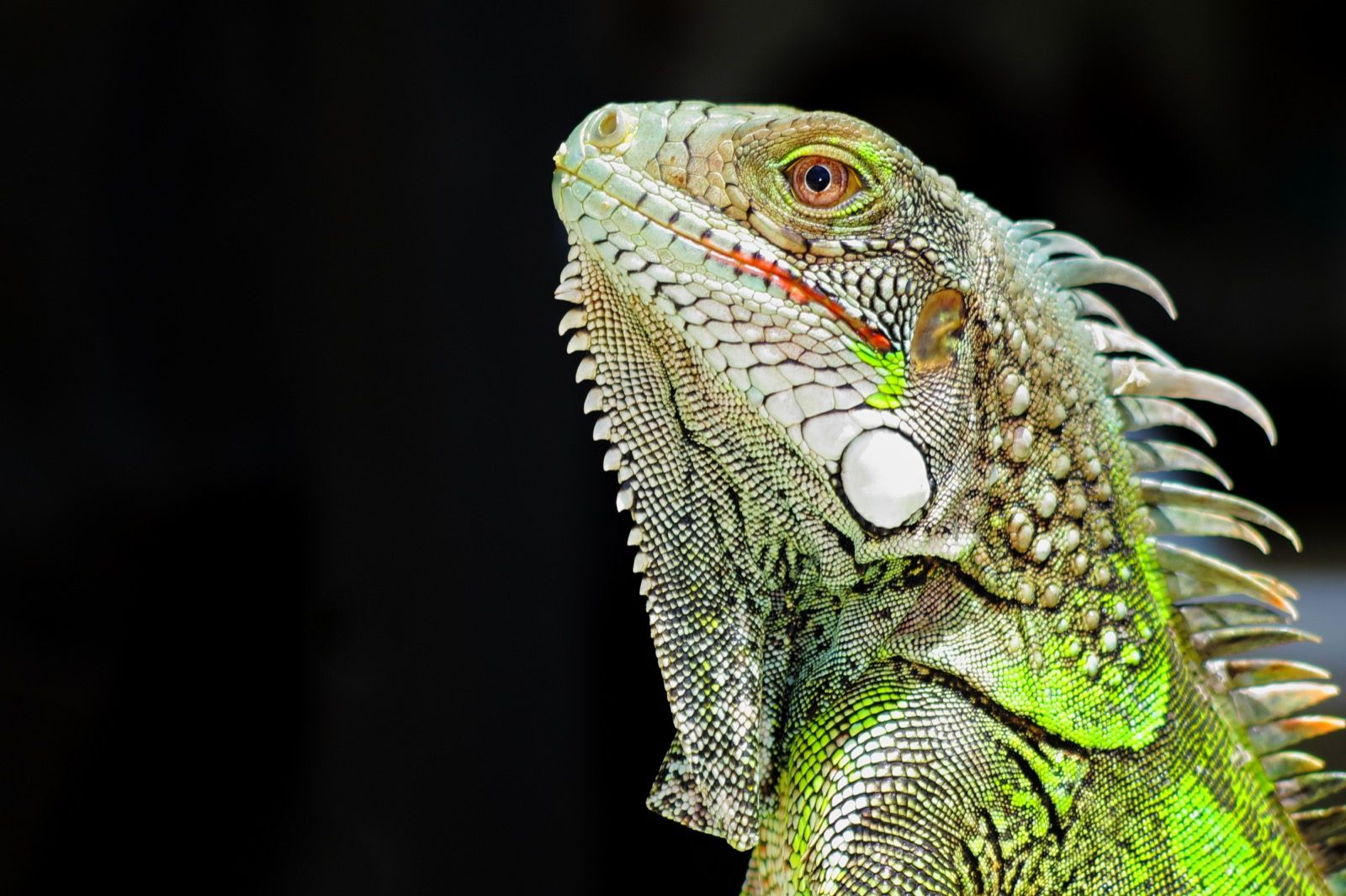 Green Iguana Conservation Project
