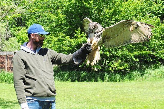 Muskoka Birds of Prey