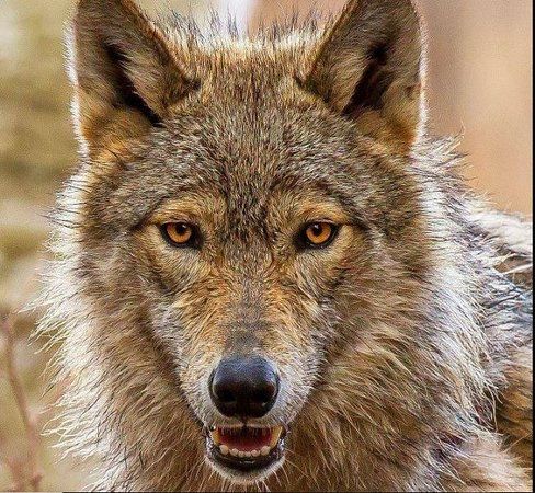 Adirondack Wildlife Refuge