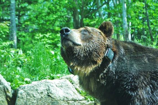 Bear Mountain Sahoro