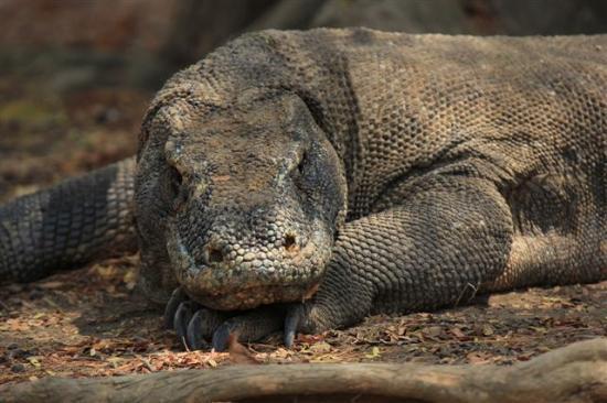 Komodo Island