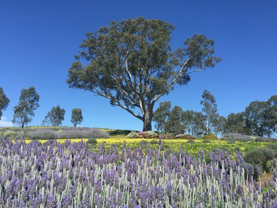 Lyndoch Lavender Farm and Cafe