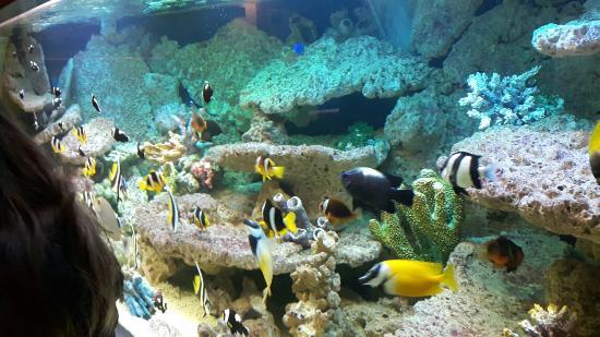 Aquarium "Oceanarium"