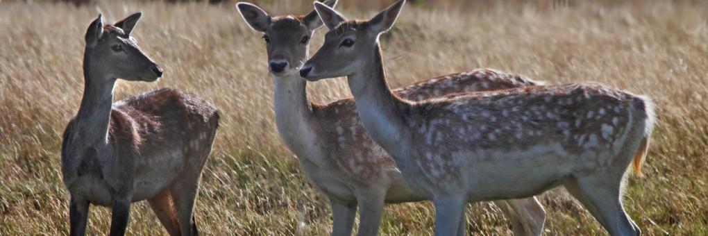 Lacuniacha Wildlife Park