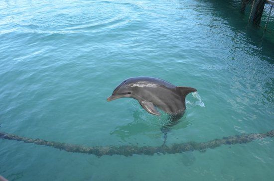 Dolphin Close Encounter