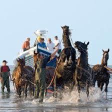 Stichting Paardenreddingboot Ameland
