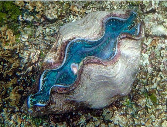 Giant Clam Sanctuary